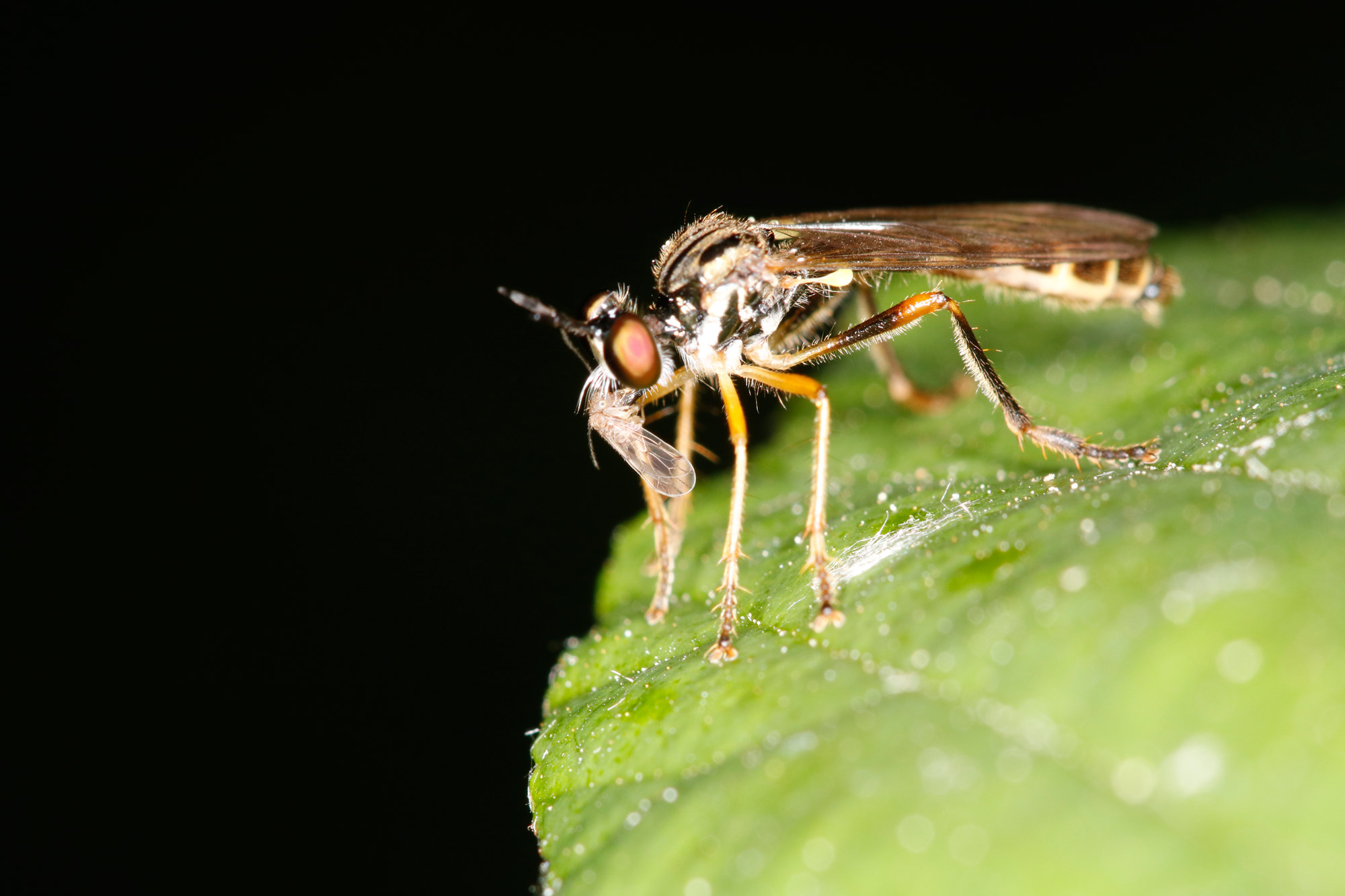 Asilidae: Dioctria linearis